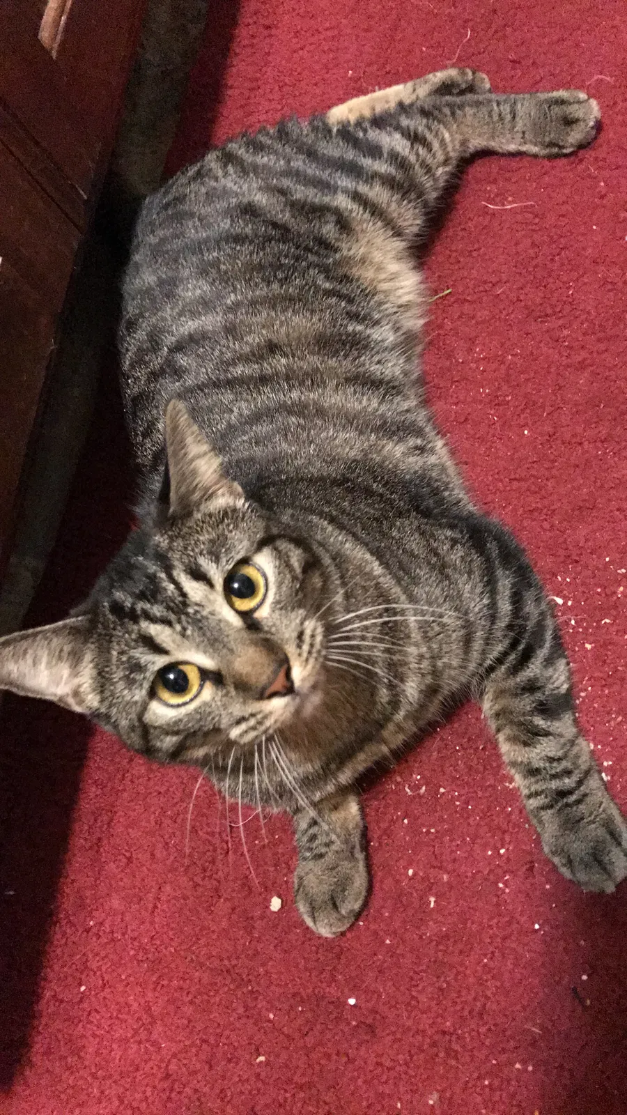 Lost cat in Layton, UT, 84041