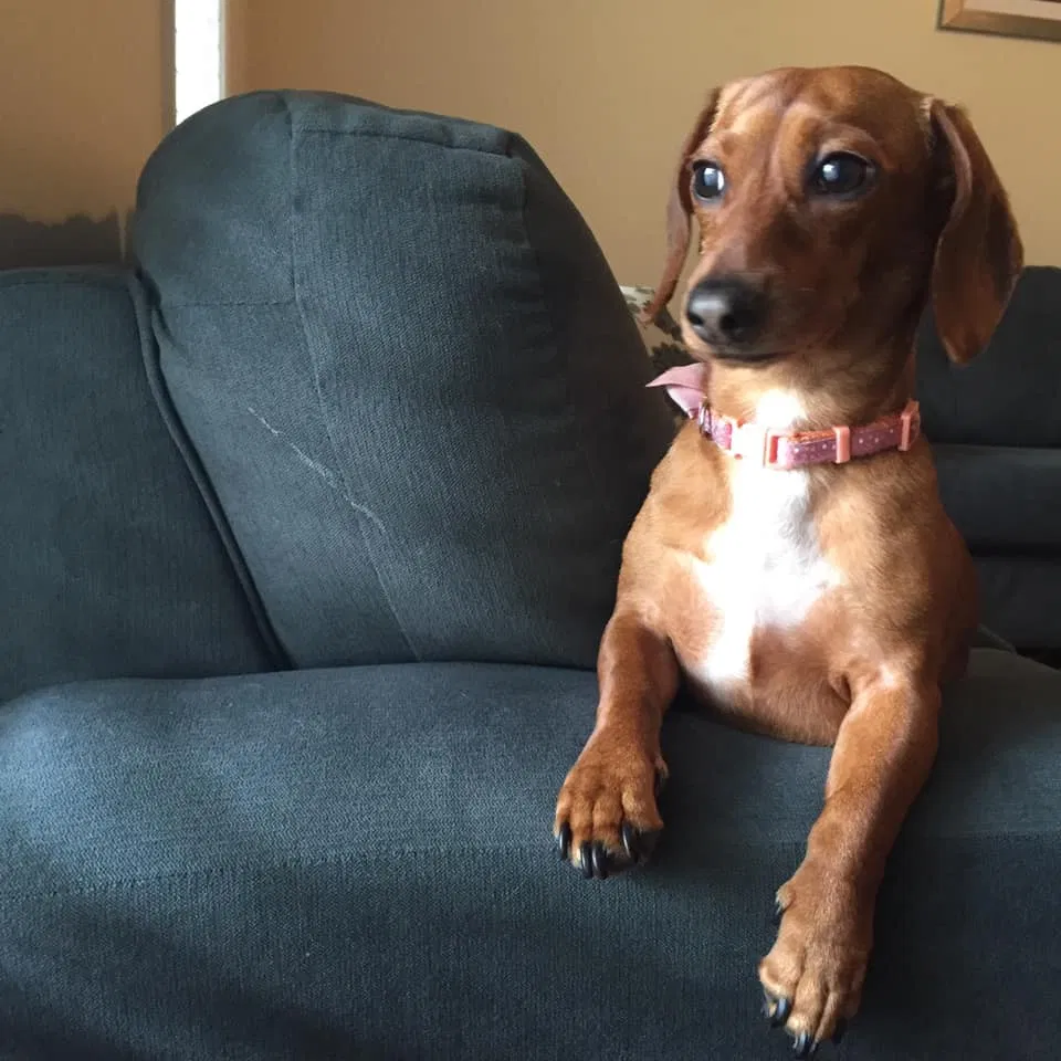Lost dog in Waynesboro, VA, 22980