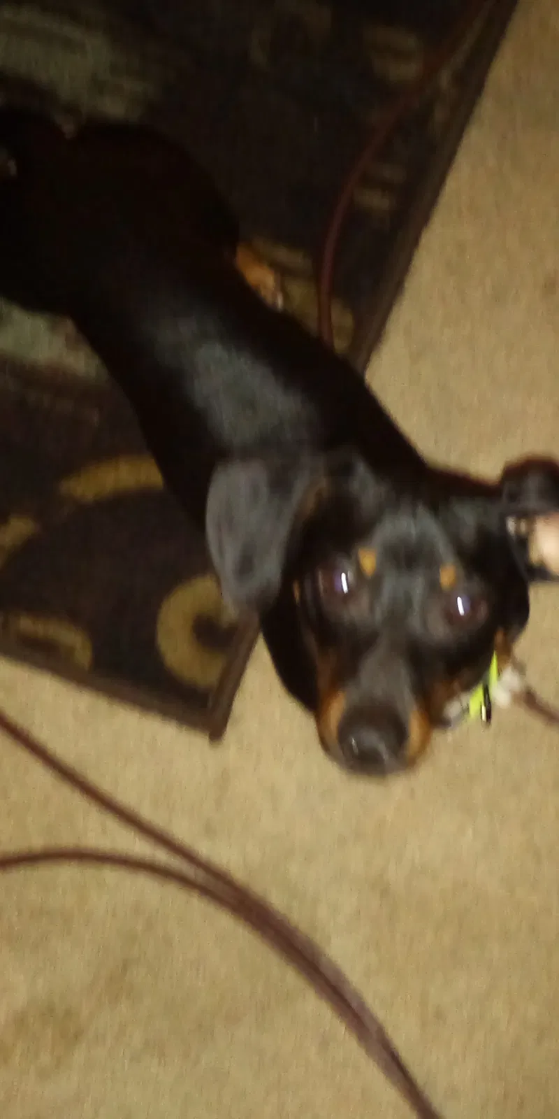Lost dog in West Monroe, LA, 71292