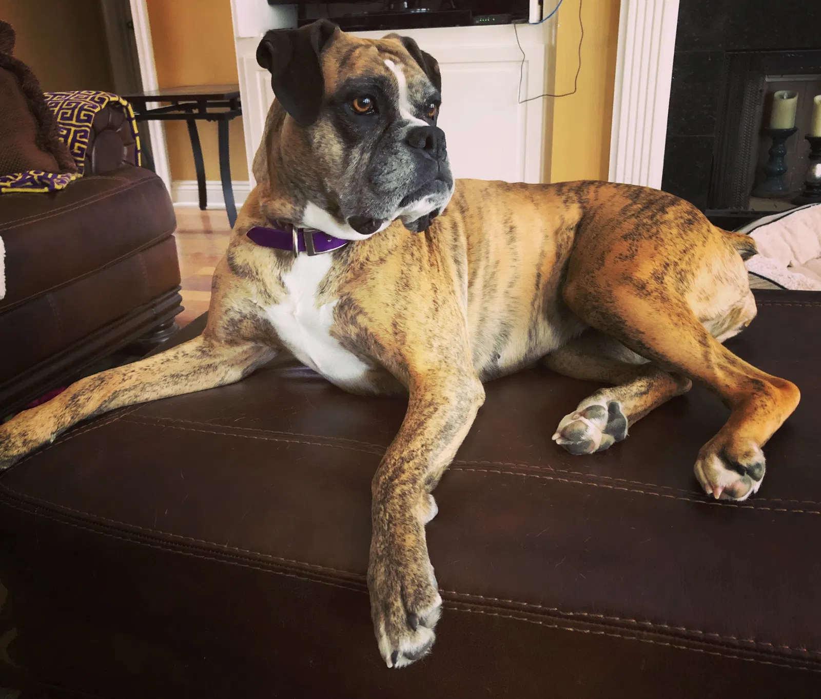 Lost dog in Prairieville, LA, 70769