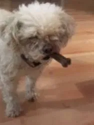 Lost dog in Tulsa, OK, 74137