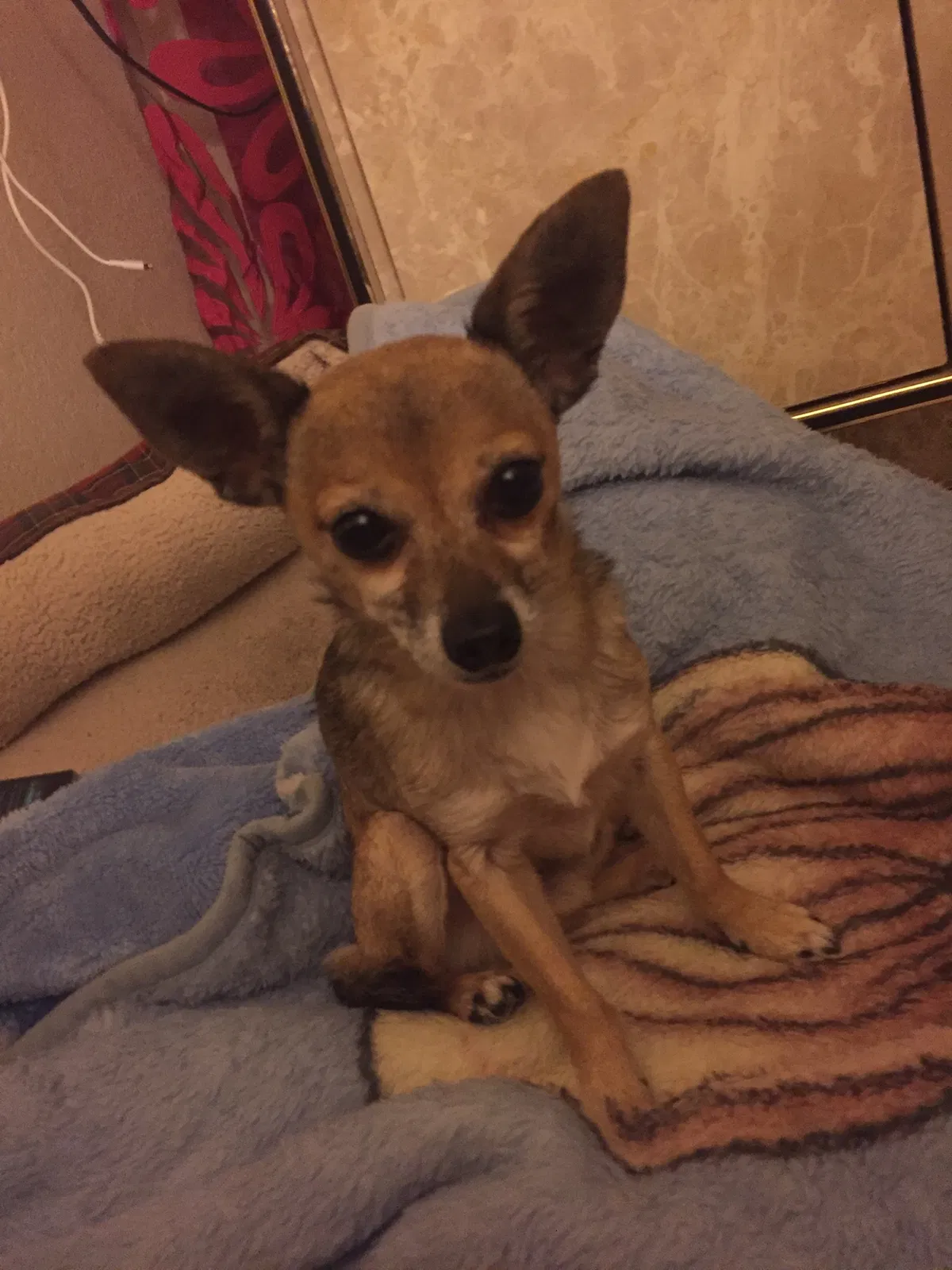 Lost dog in Cathedral City, CA, 92234