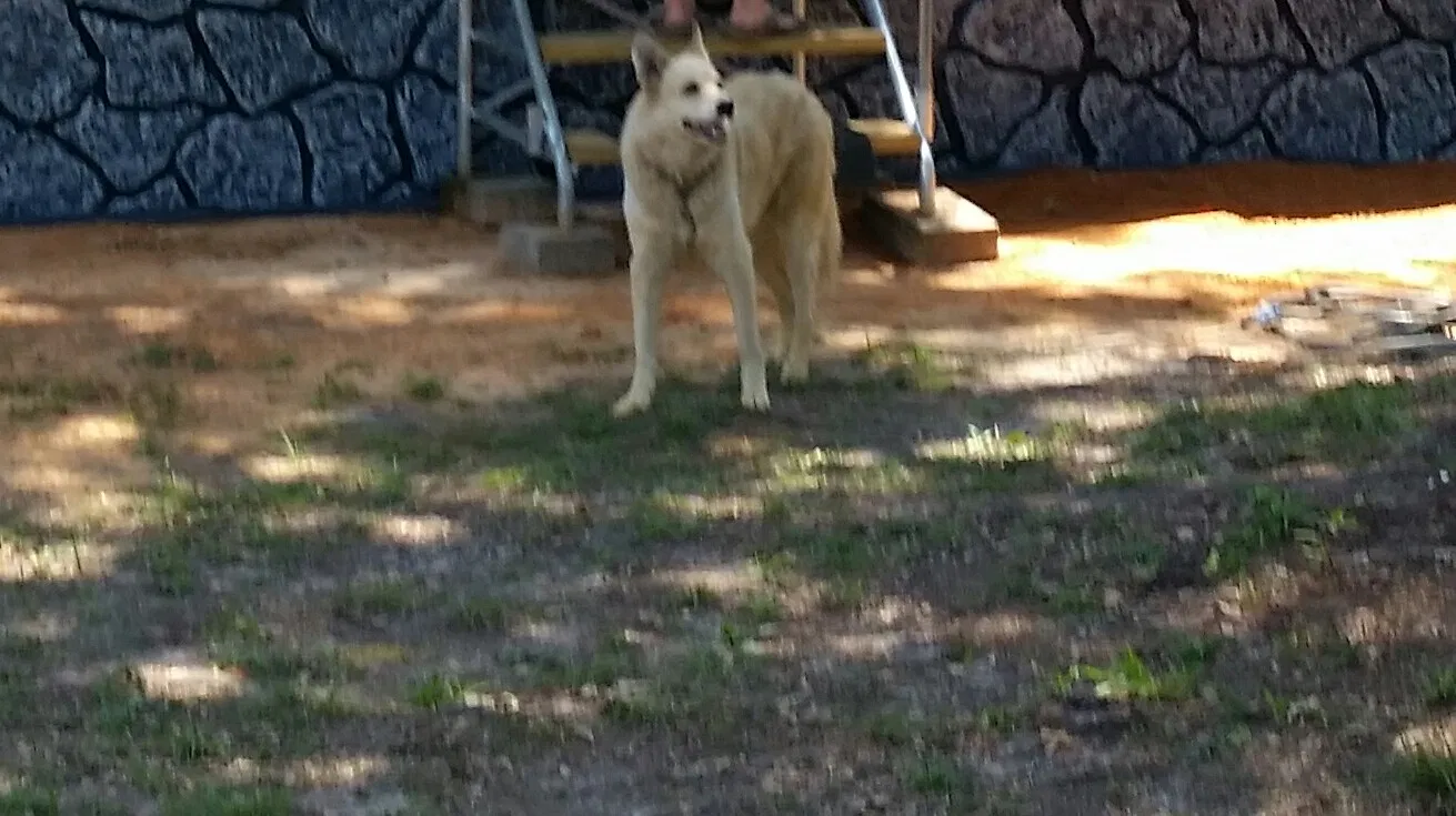 Lost dog in Foley, AL, 36535