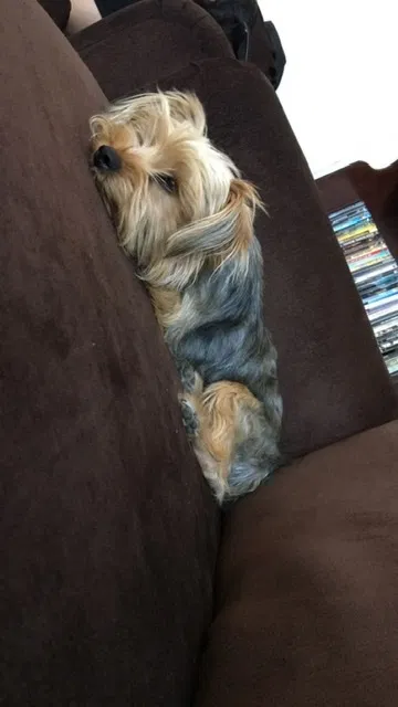 Lost dog in Anthony, TX, 79821