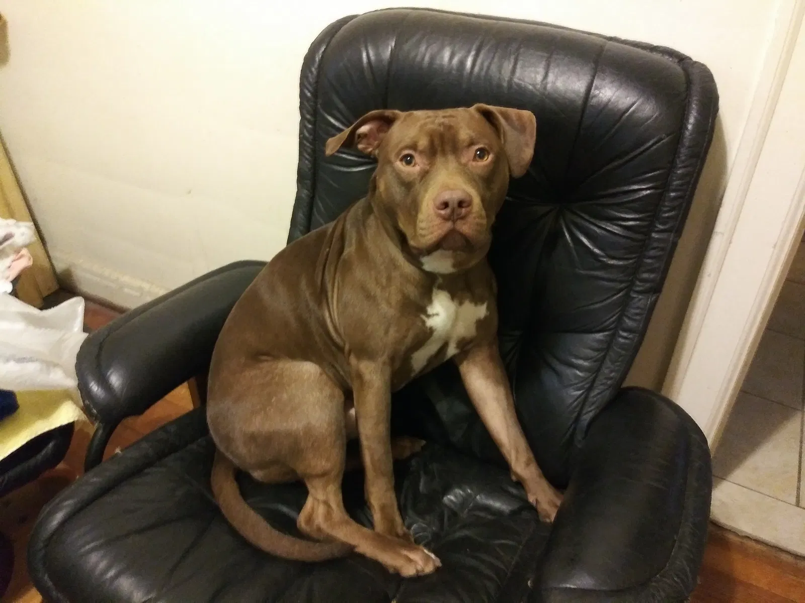Lost dog in Detroit, MI, 48221