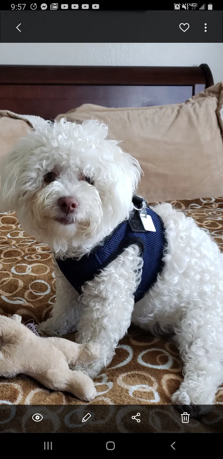 Lost dog in Salinas, CA, 93907