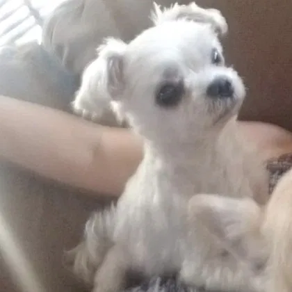 Lost dog in Buena Park, CA, 90620