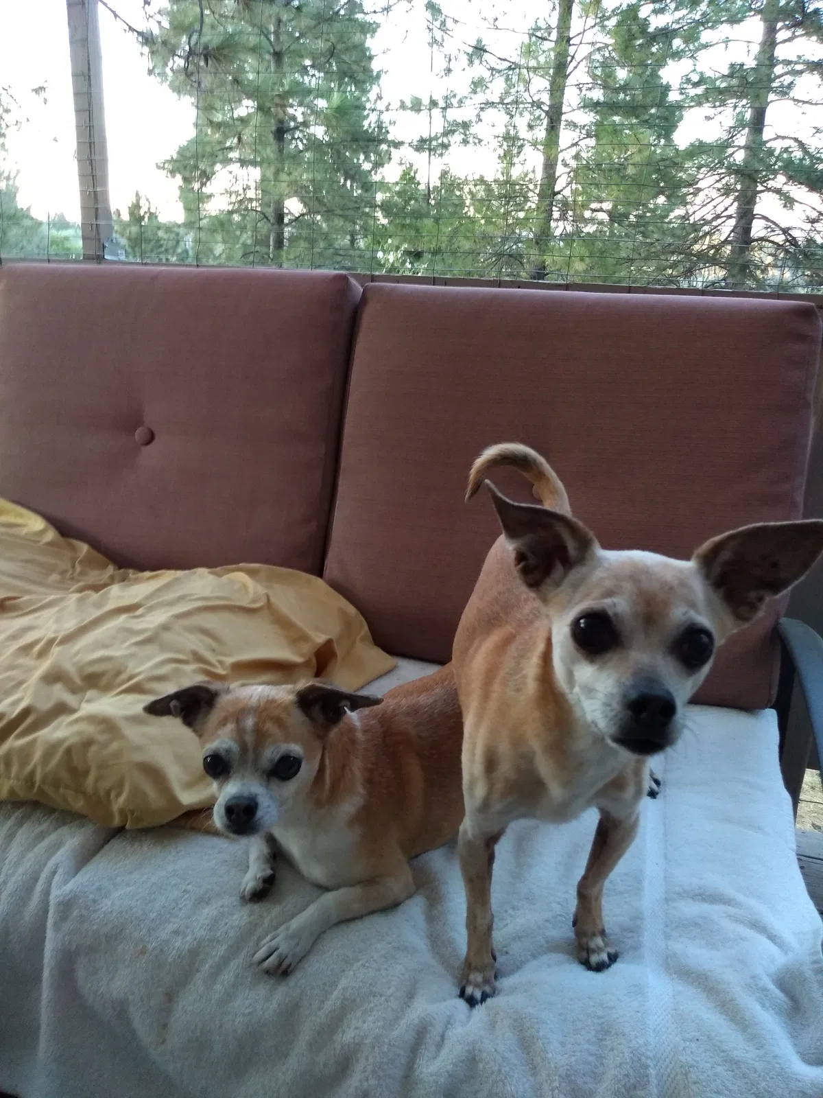 Lost dog in San Mateo, CA, 94402