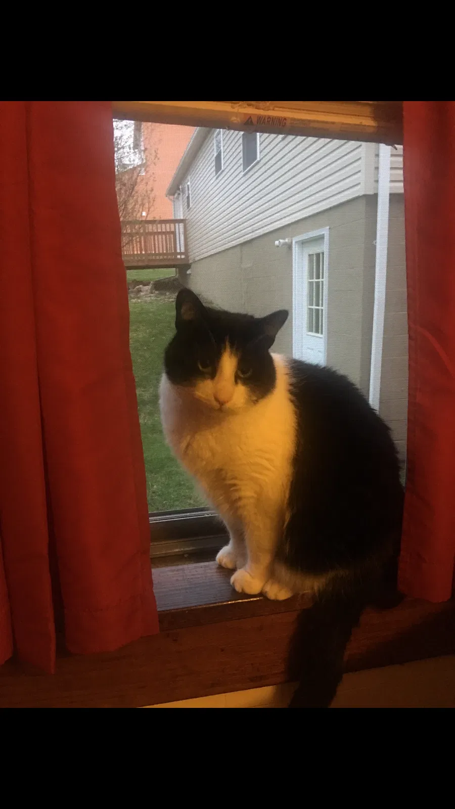 Lost cat in Freeland, PA, 18224