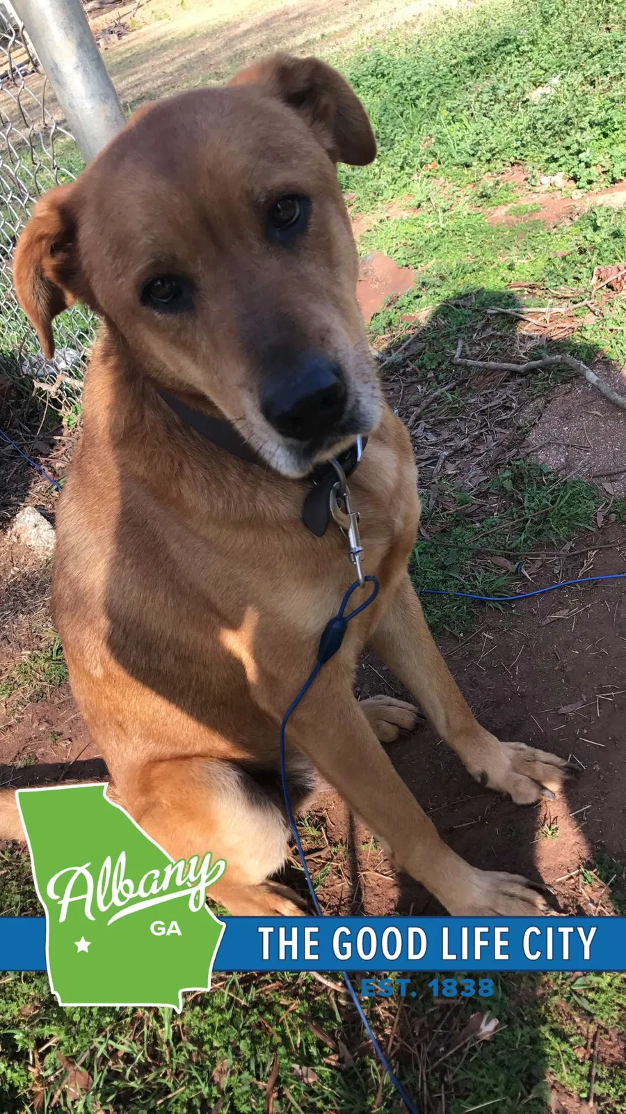 Lost dog in Albany, GA, 31721