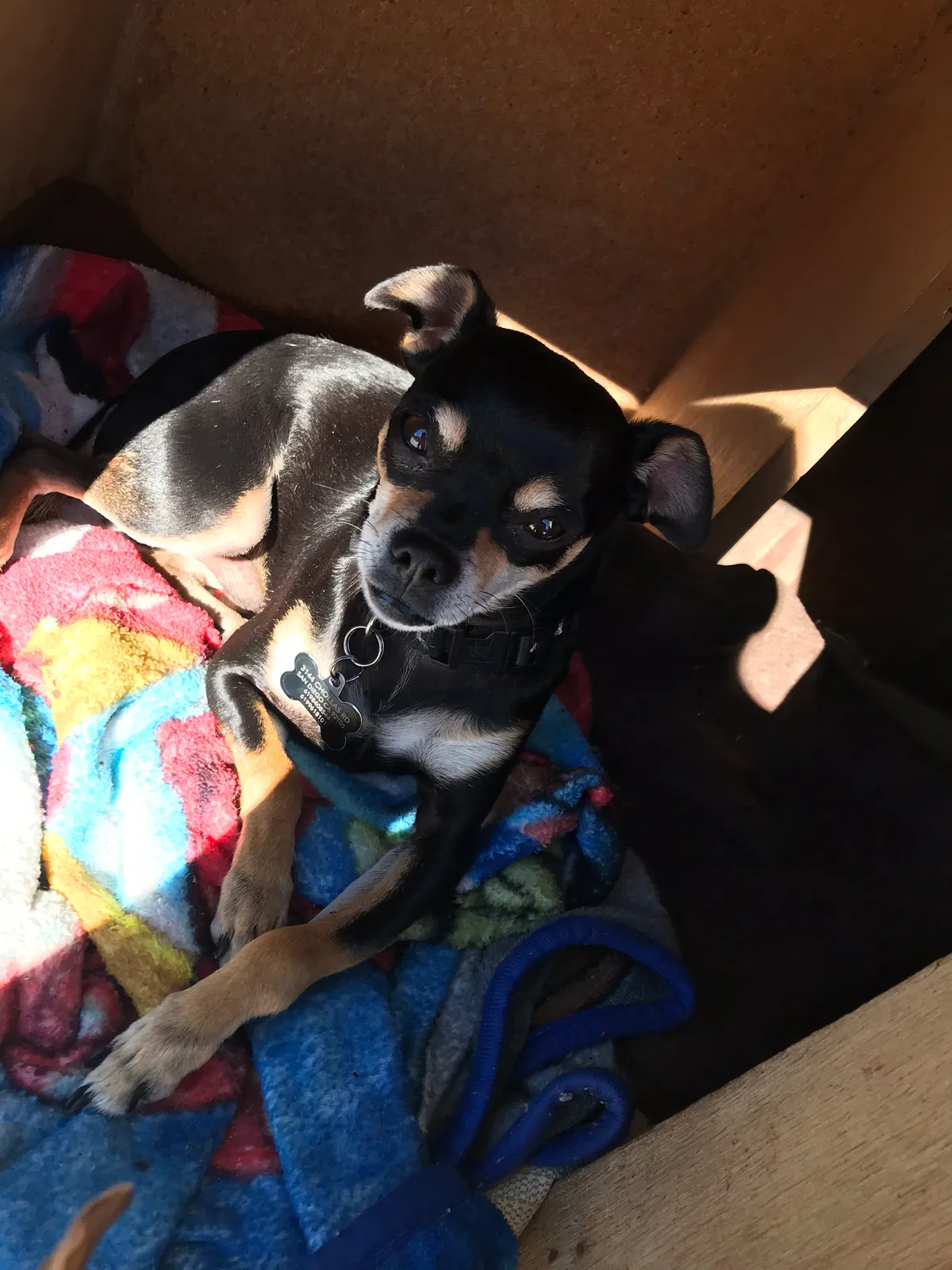 Lost dog in San Diego, CA, 92105