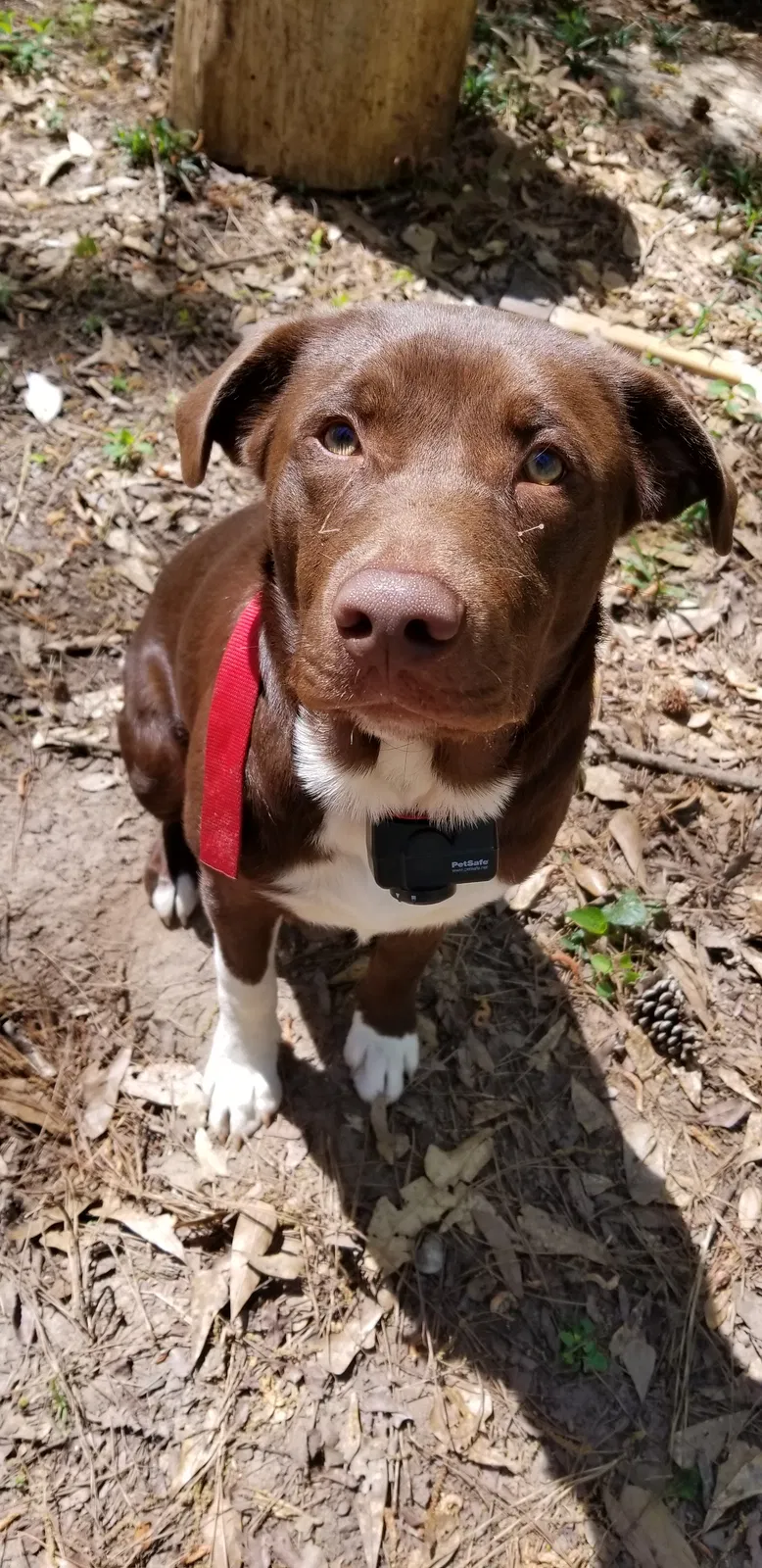 Lost dog in Macon, GA, 31210