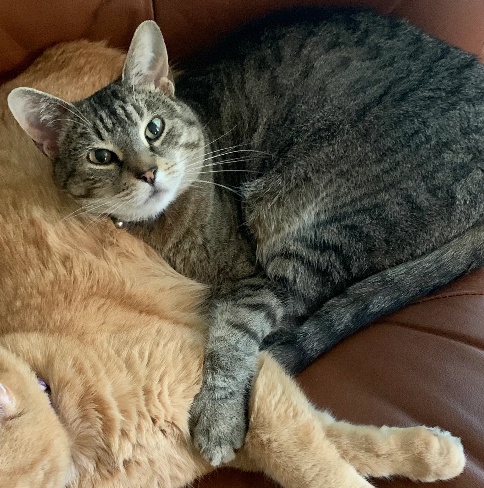 Lost cat in Minneapolis, MN, 55430