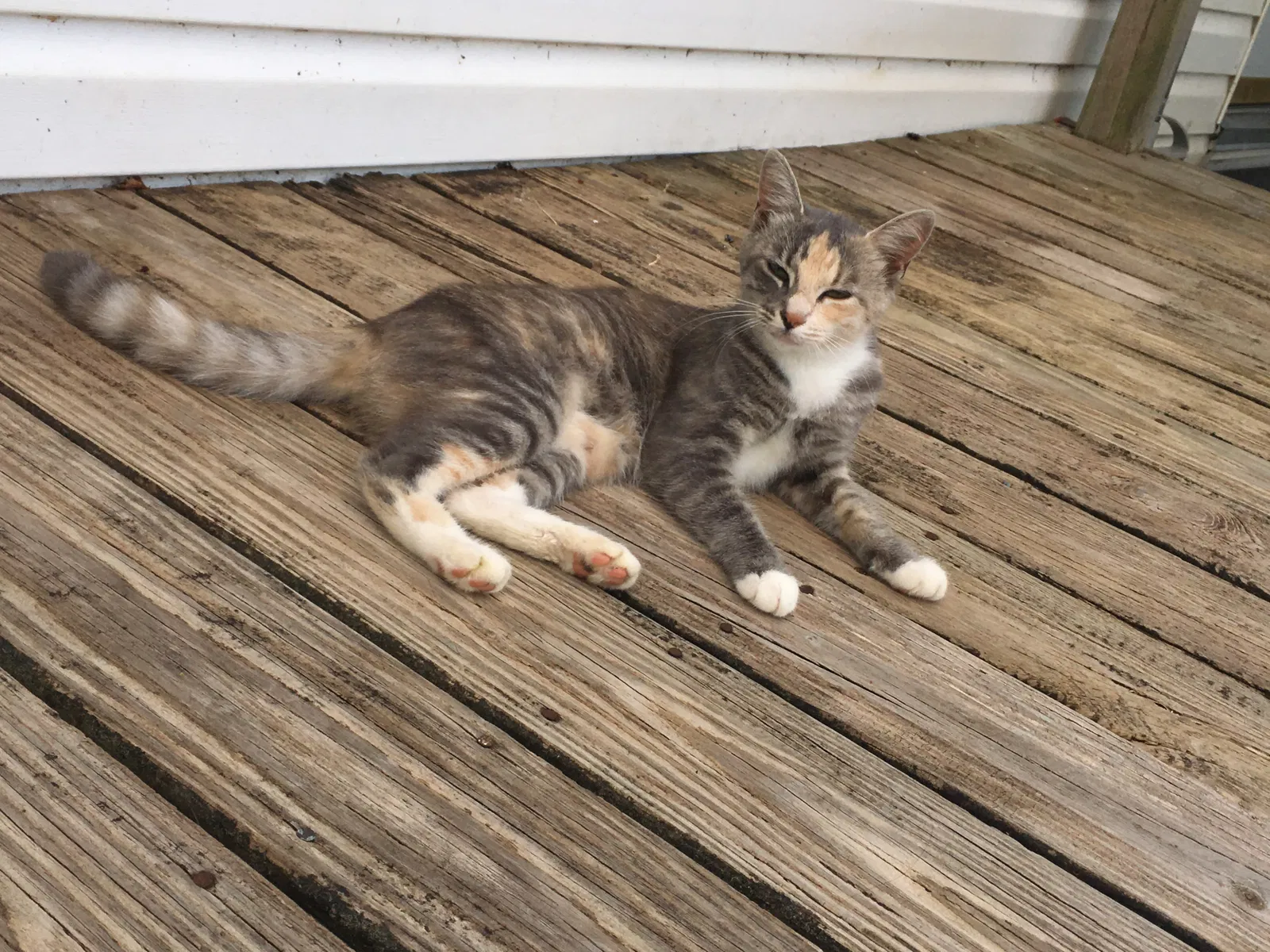 Lost cat in Russellville, TN, 37860
