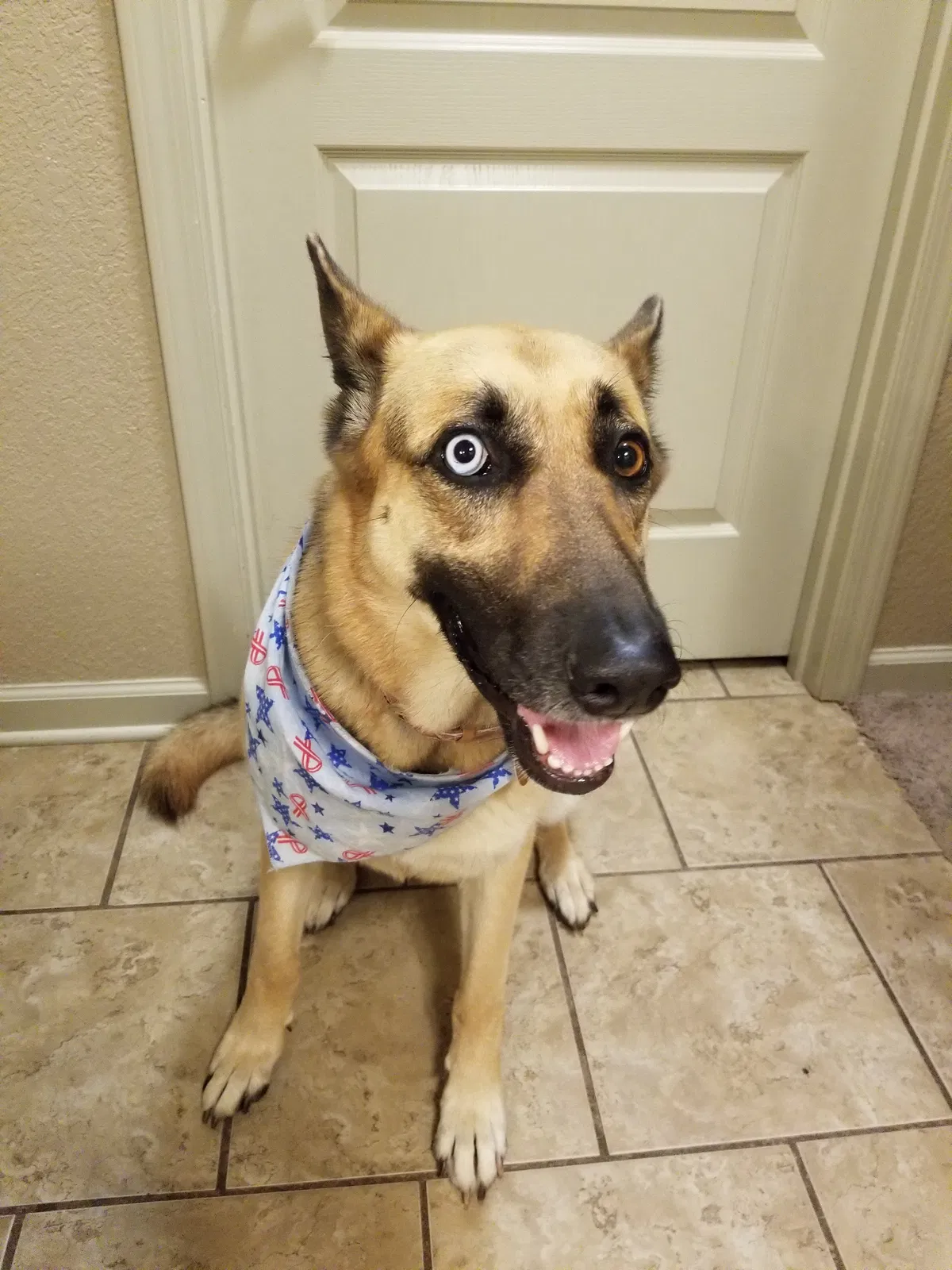 Lost dog in Sherwood, AR, 72120