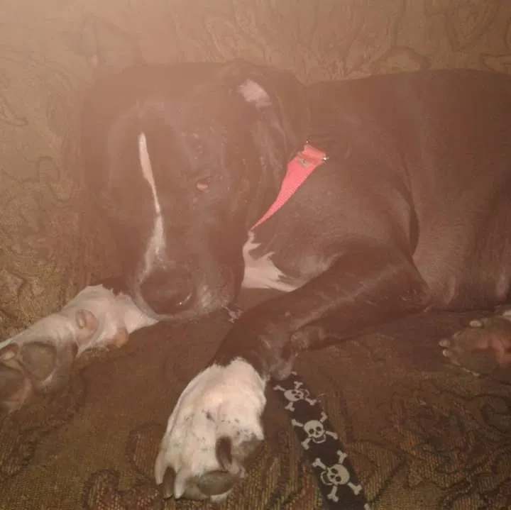 Lost dog in Seattle, WA, 98168