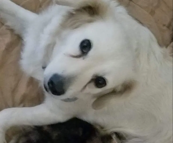 Lost dog in Valley Center, CA, 92082