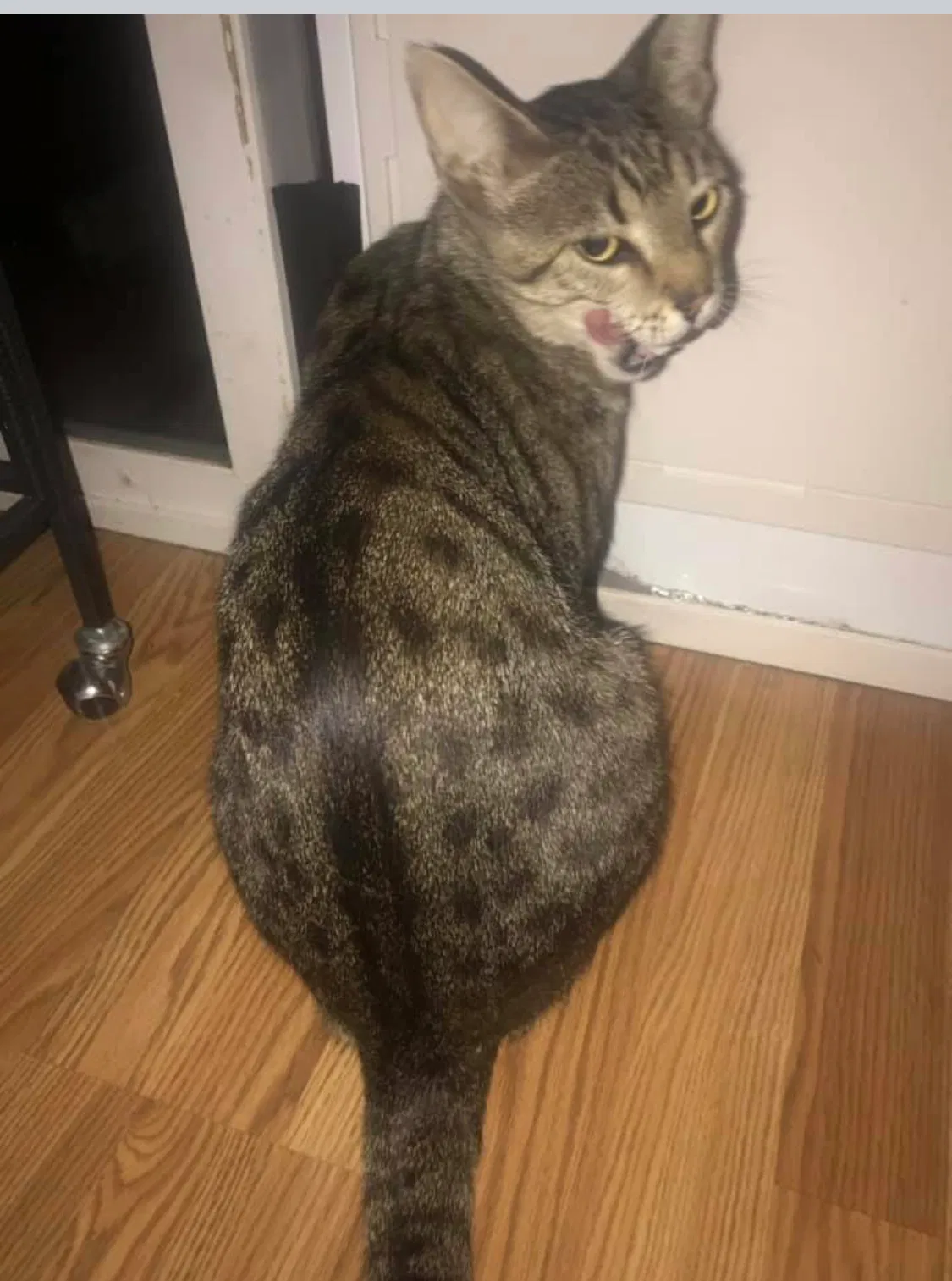 Lost cat in Orangevale, CA, 95662