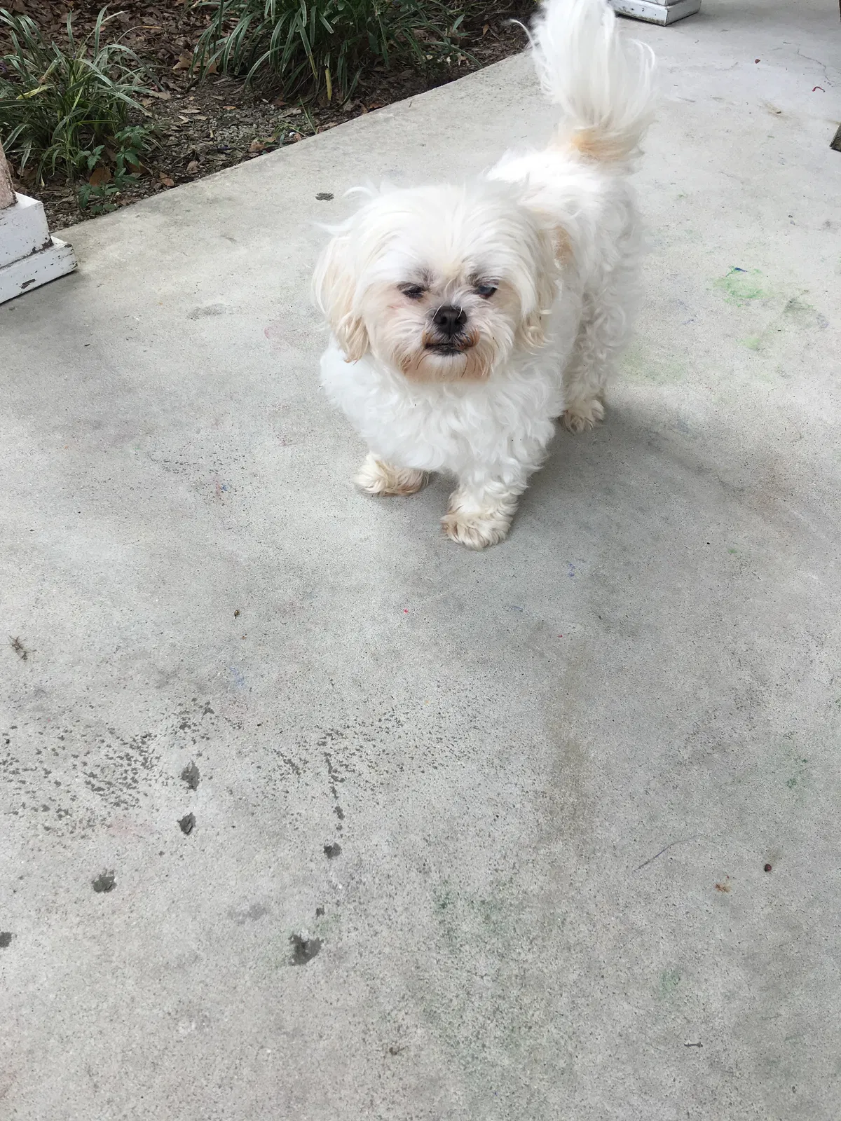 Lost dog in Irmo, SC, 29063