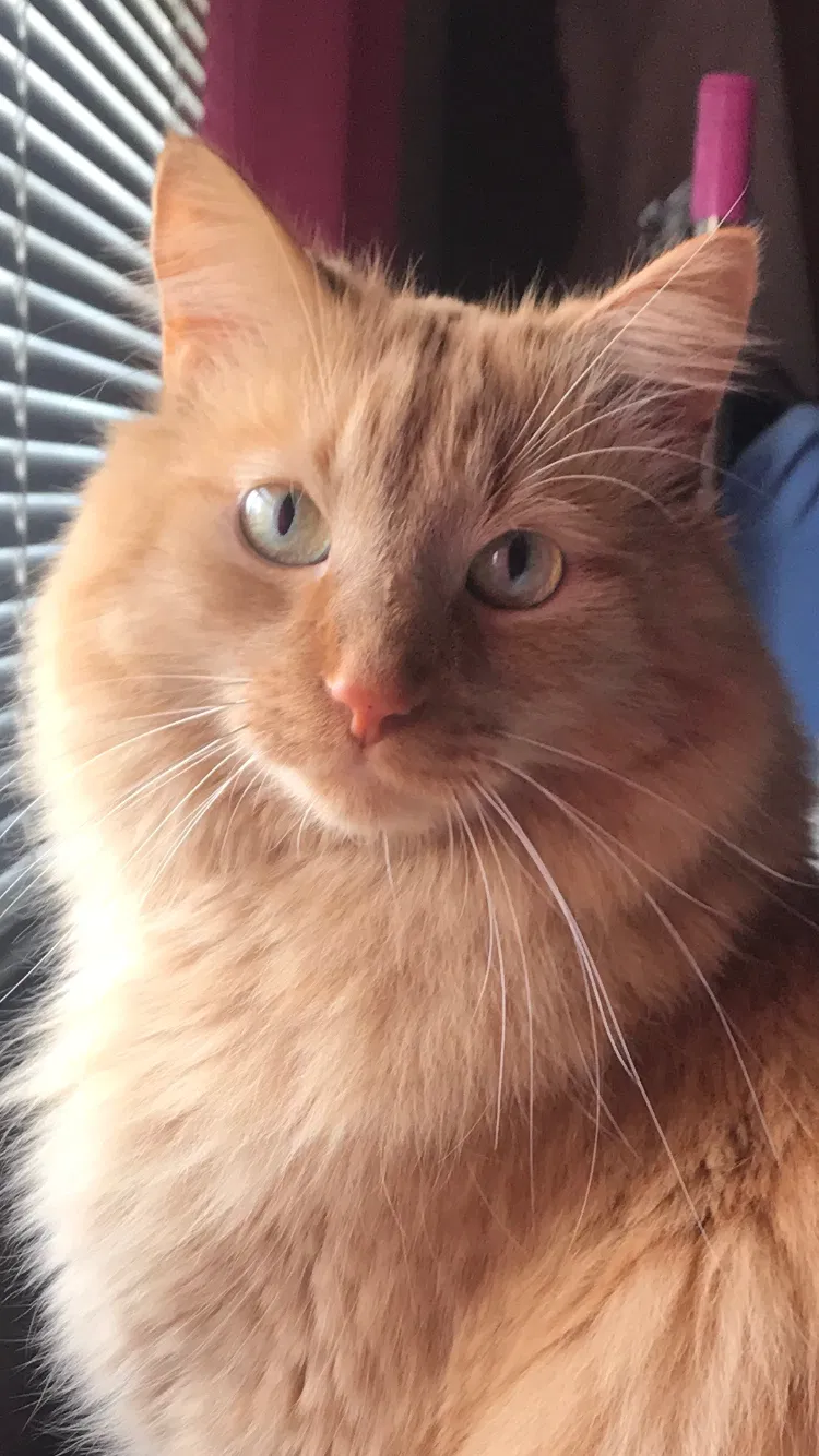 Lost cat in Alexandria, VA, 22310