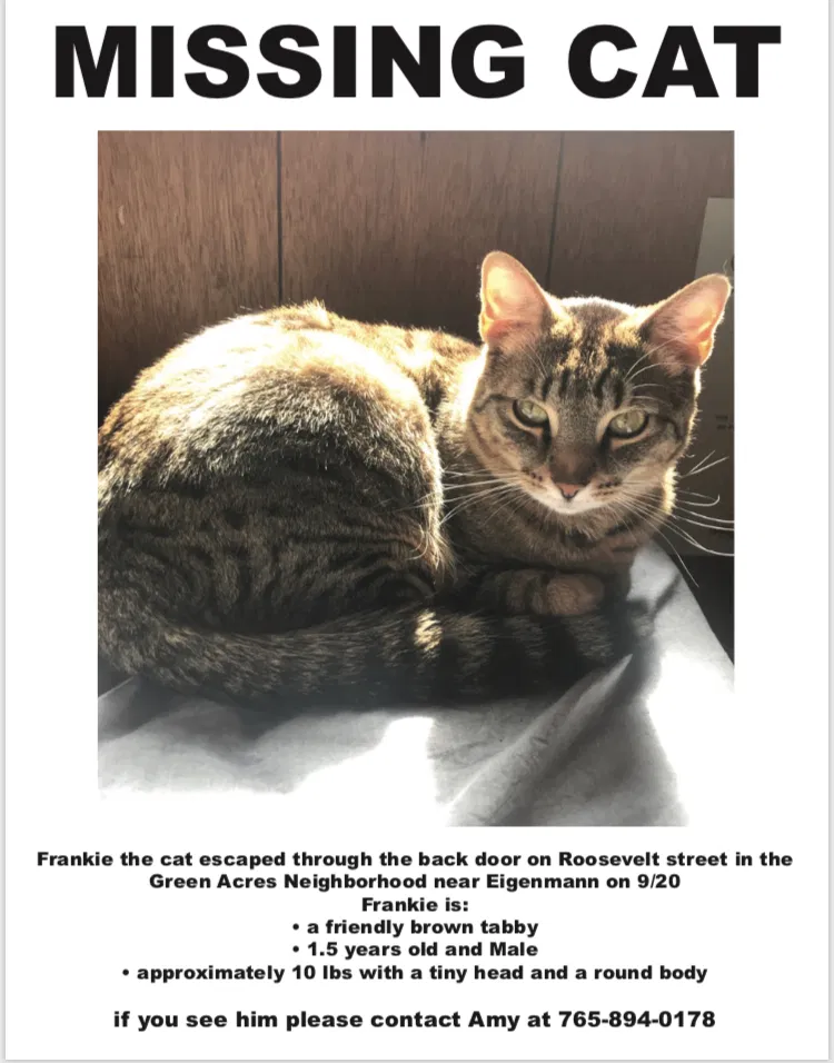 Lost cat in Bloomington, IN, 47408