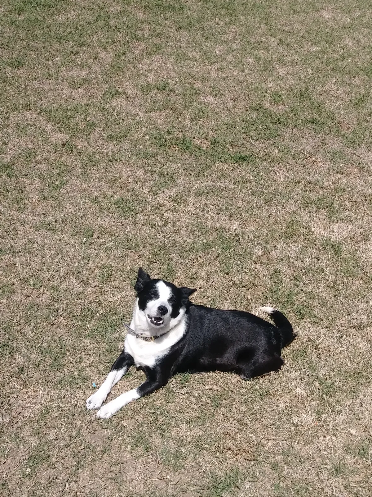 Lost dog in Tulsa, OK, 74126