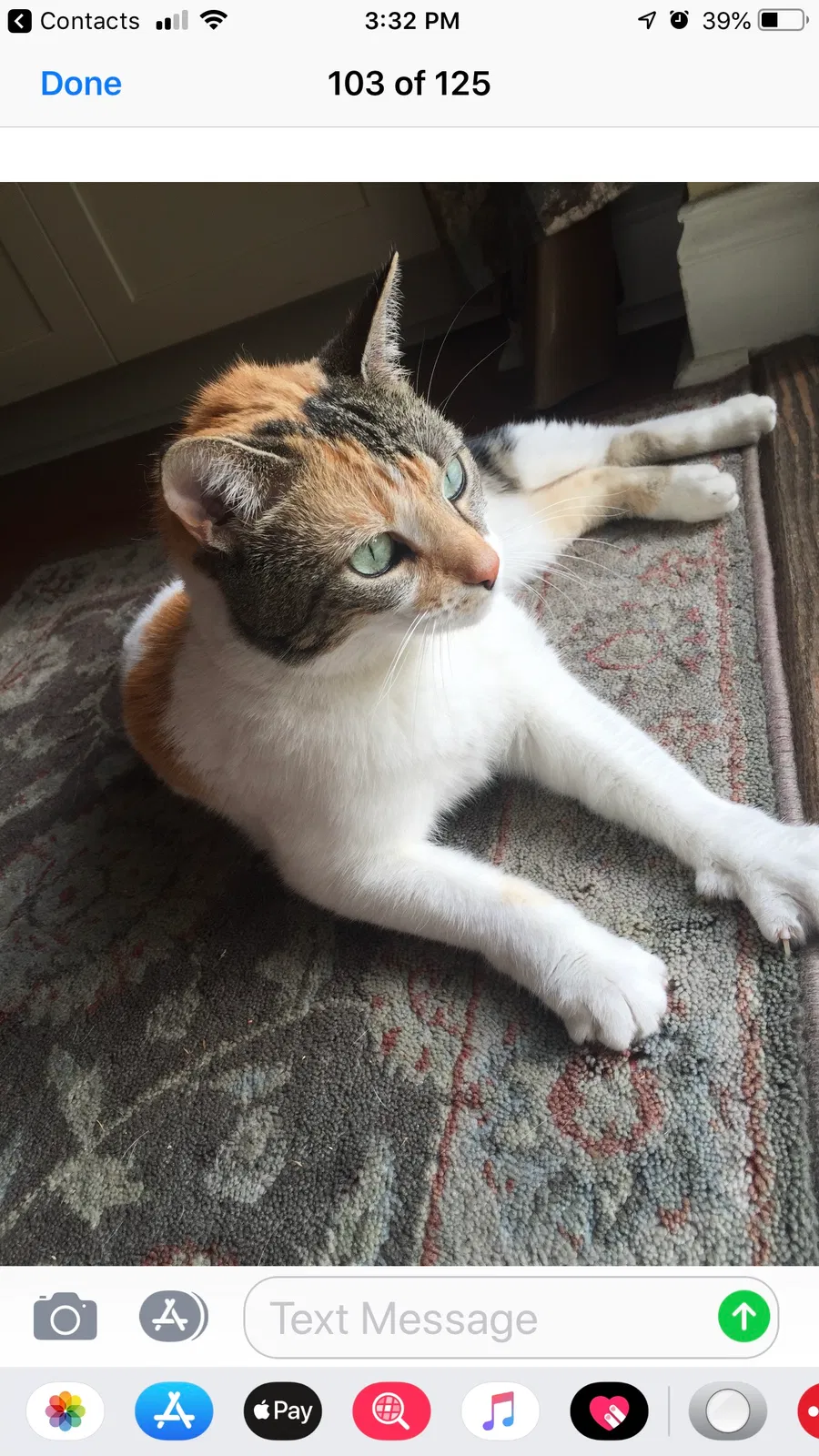 Lost cat in Orlando, FL, 32819