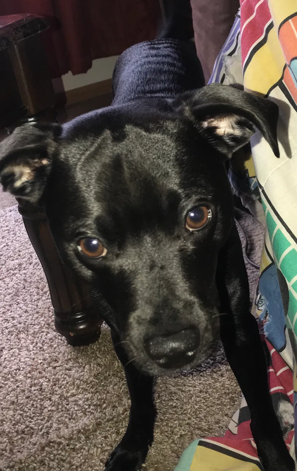 Lost dog in Terre Haute, IN, 47802