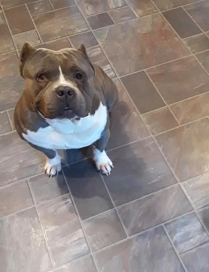 Lost dog in Rockwell, NC, 28138