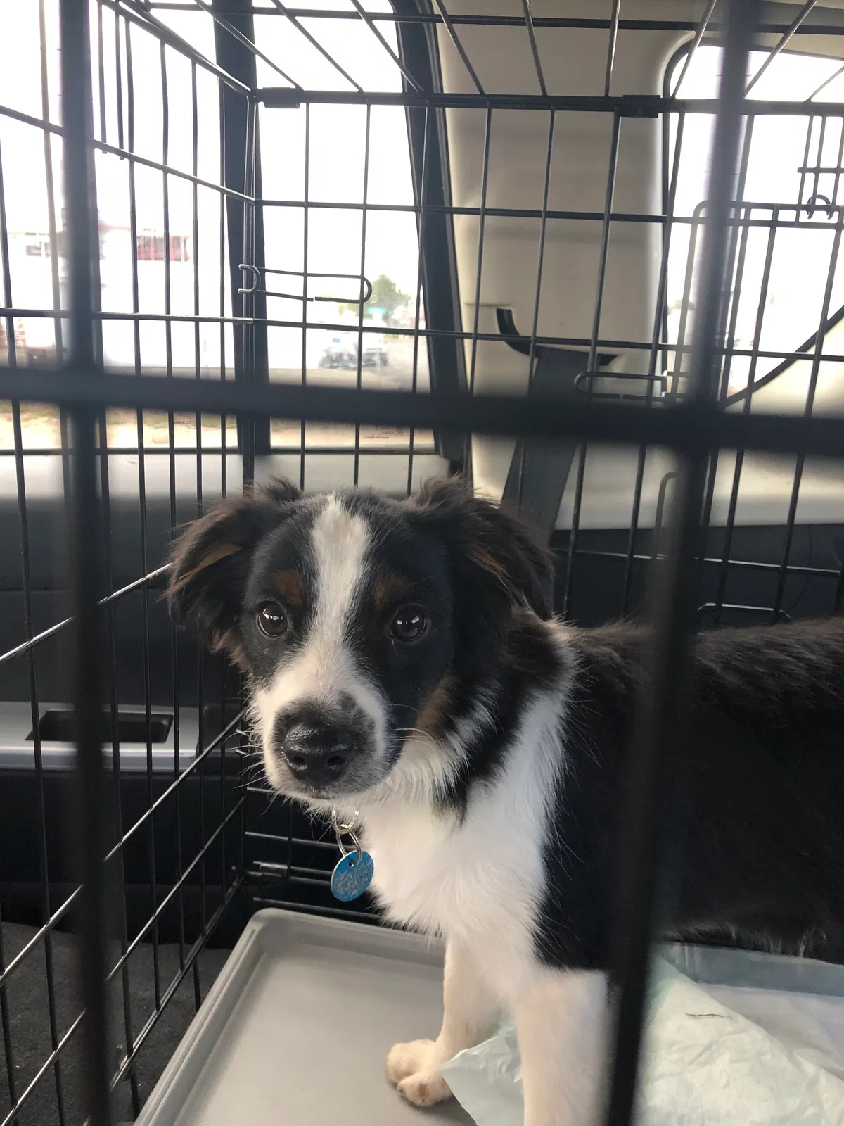 Lost dog in Mount Angel, OR, 97362