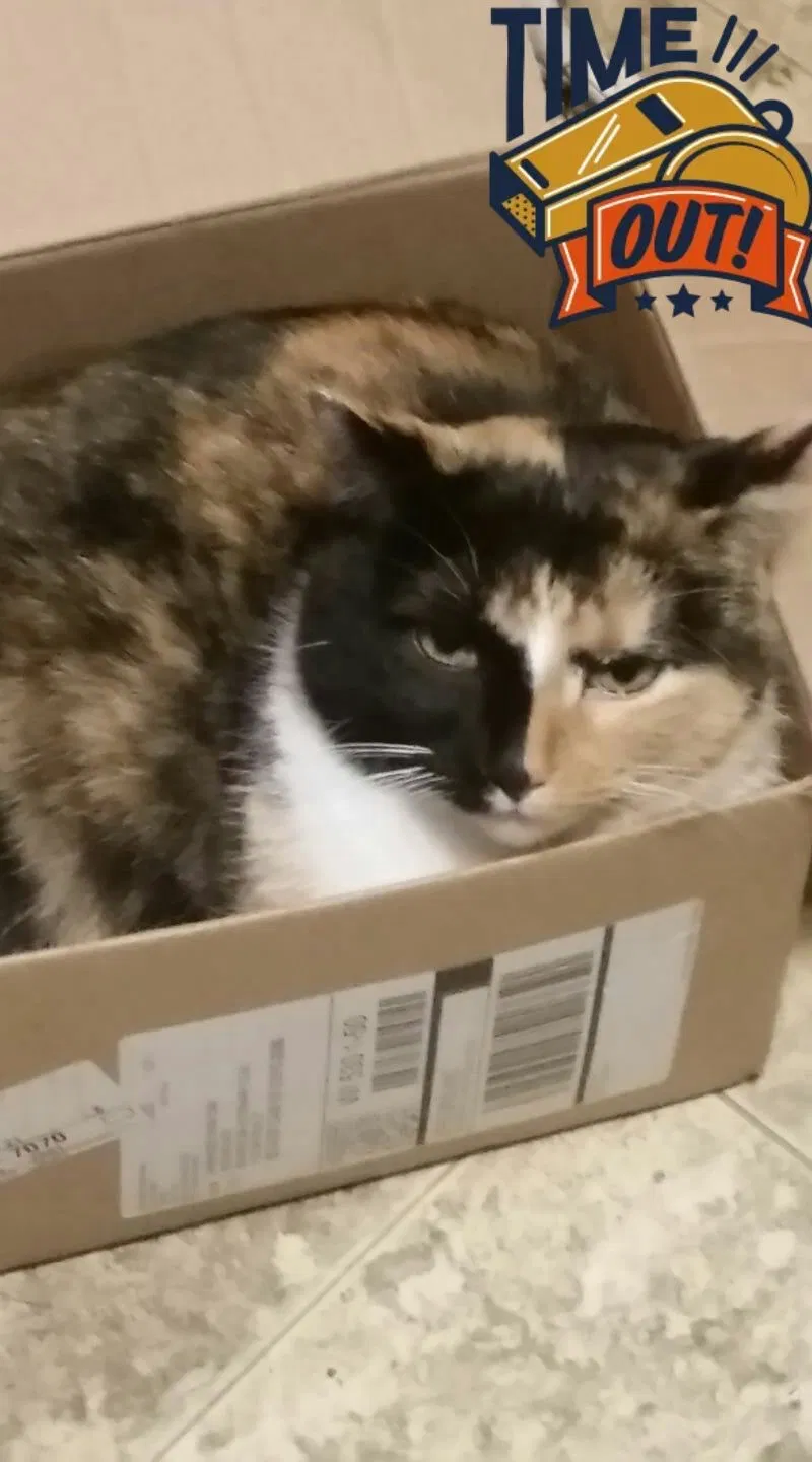 Lost cat in Beaver Dam, WI, 53916