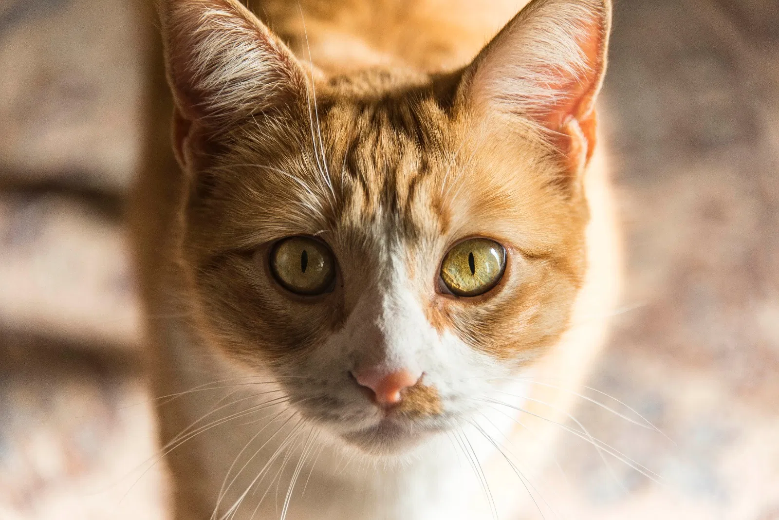 Lost cat in Longmont, CO, 80501