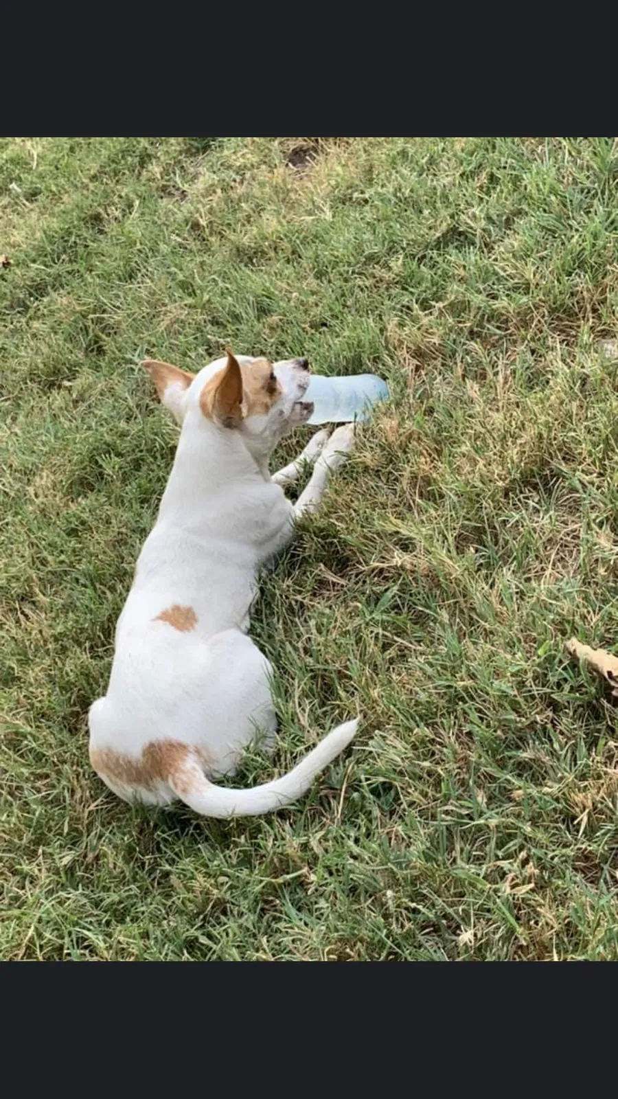 Lost dog in Bowie, TX, 76230
