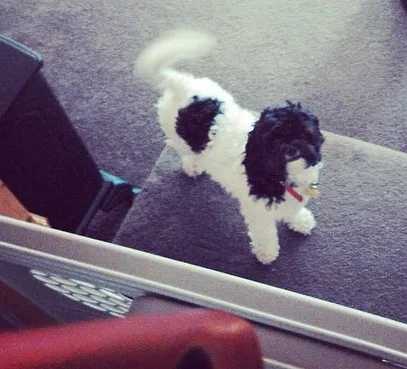 Lost dog in Butler, PA, 16001