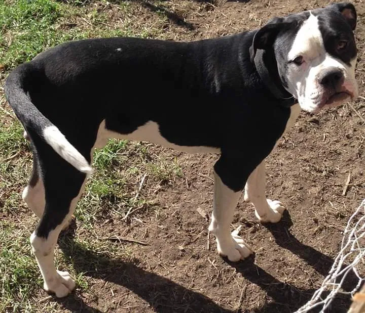Lost dog in Rancho Cordova, CA, 95670