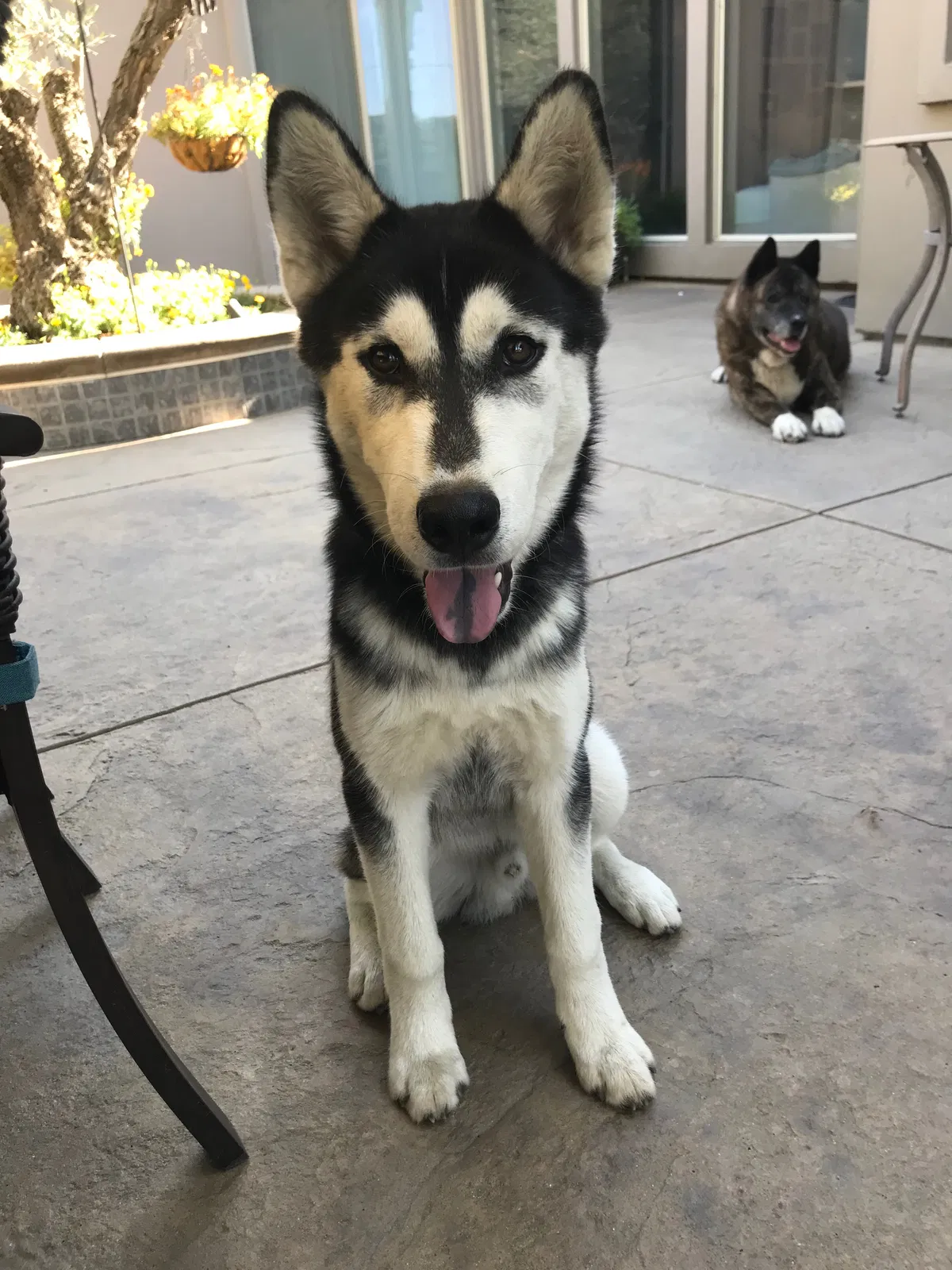 Lost dog in Stockton, CA, 95212