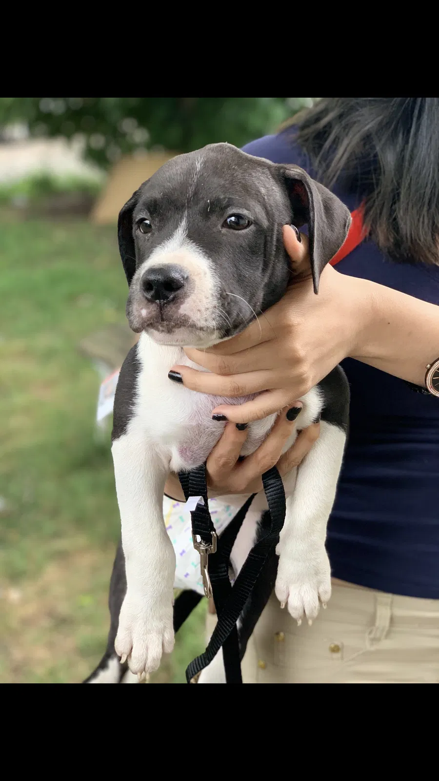 Lost dog in East Chicago, IN, 46312