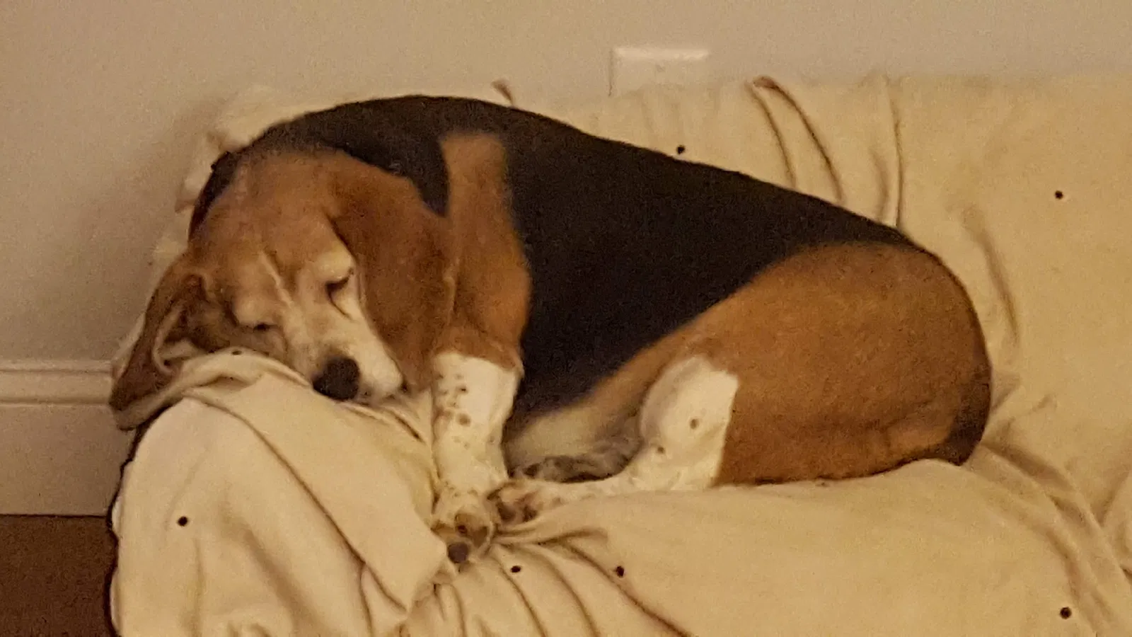 Lost dog in Severn, MD, 21144
