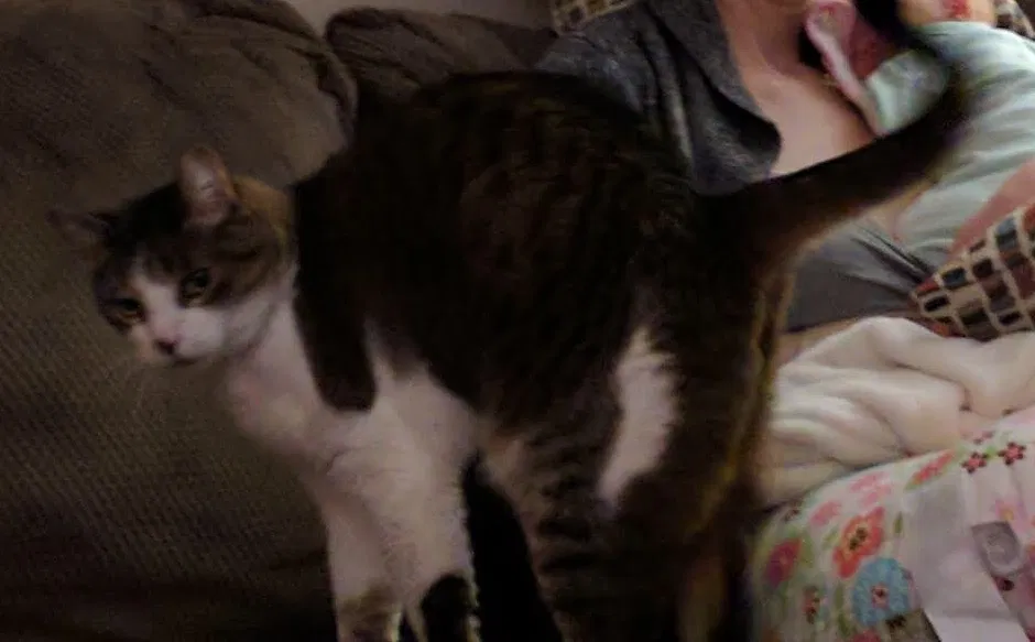 Lost cat in Tinley Park, IL, 60477