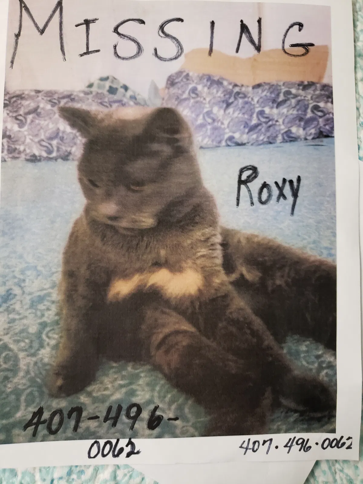 Lost cat in Orlando, FL, 32803