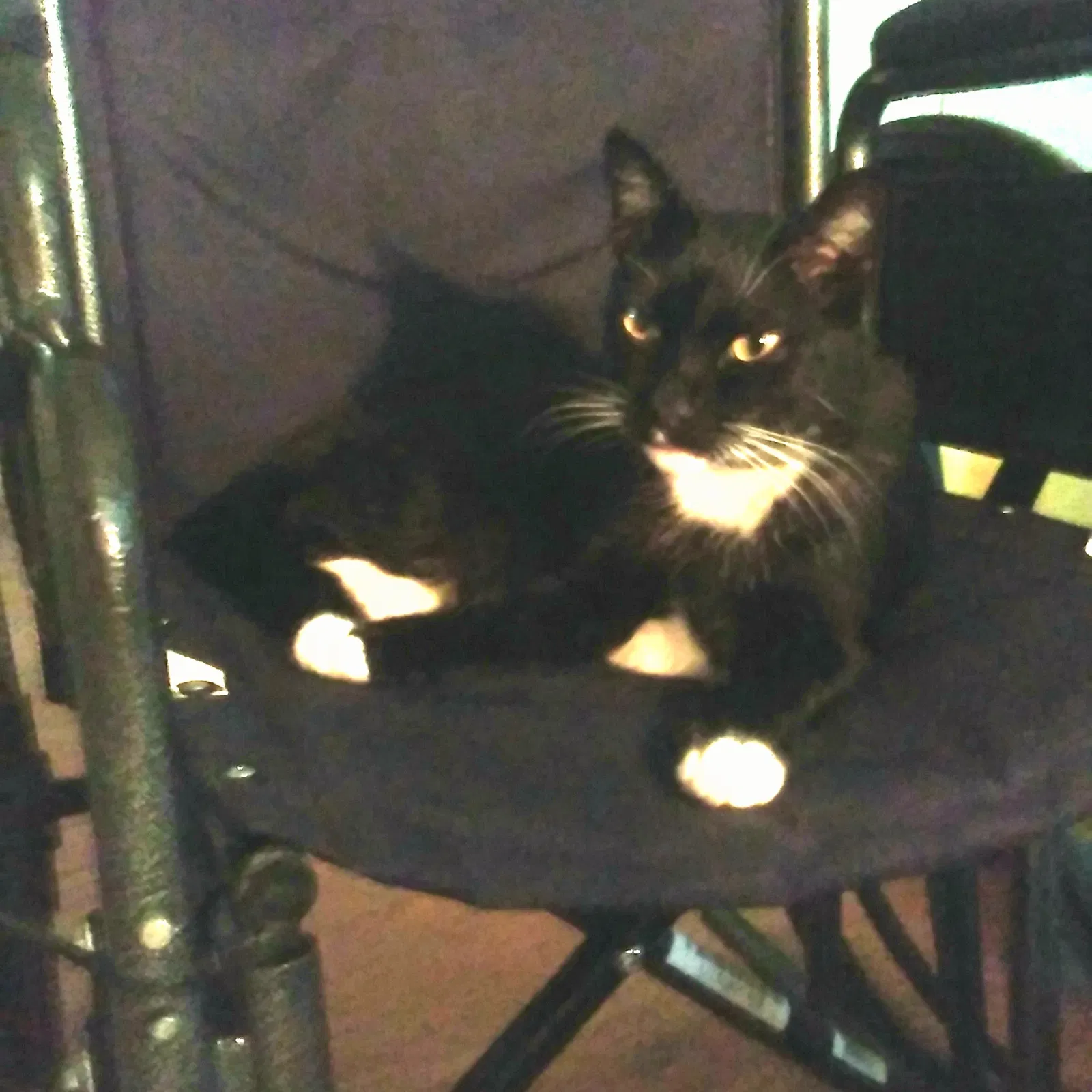 Lost cat in Lookout Mountain, GA, 30750