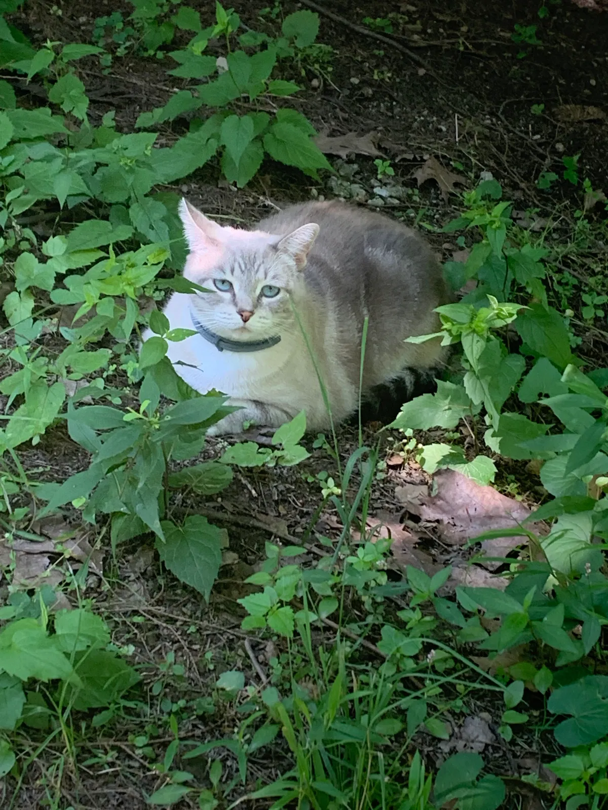 Lost cat in Canonsburg, PA, 15317