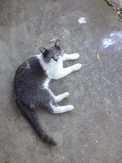 Lost cat in Bradley, IL, 60915
