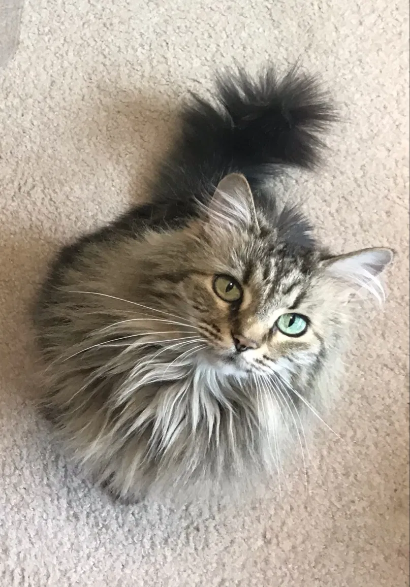 Lost cat in Nashville, TN, 37221