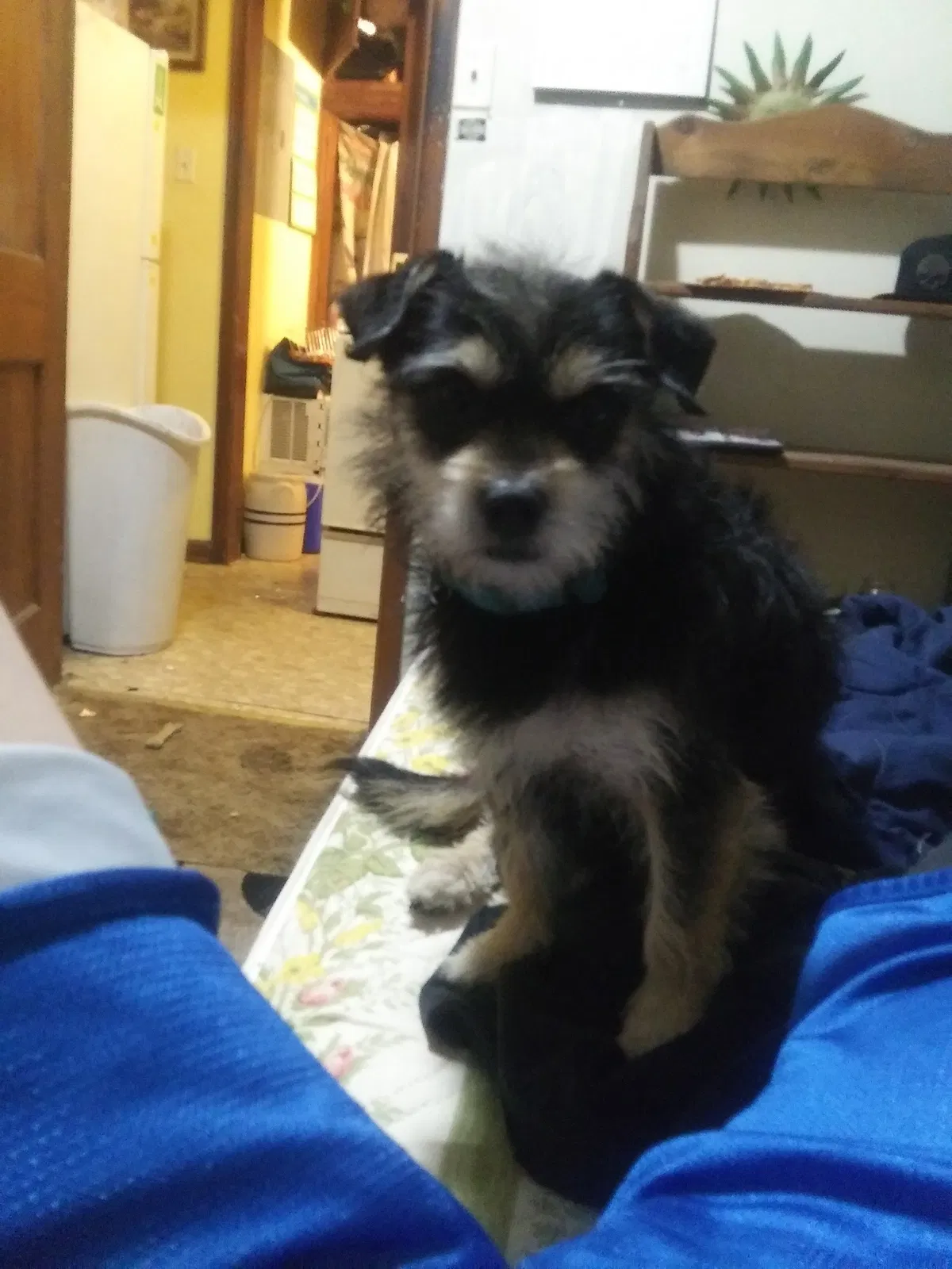 Lost dog in Topeka, KS, 66606