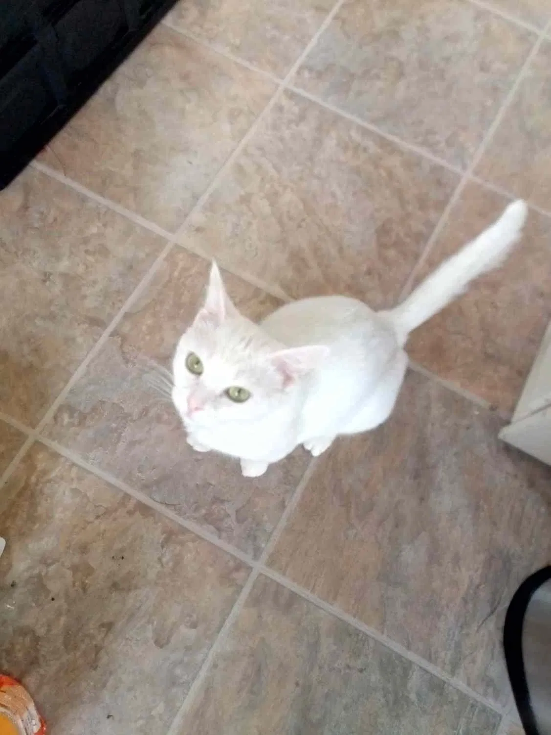 Lost cat in Toledo, OH, 43612