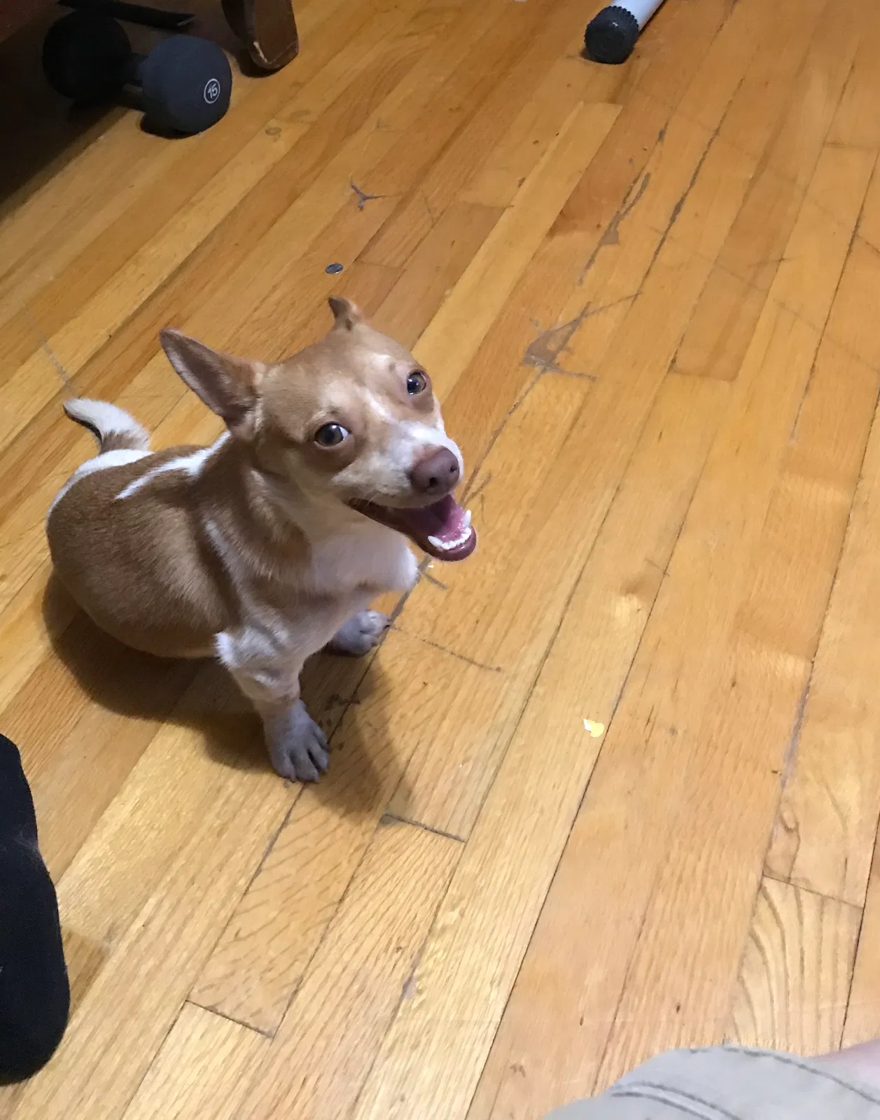 Lost dog in North Charleston, SC, 29420