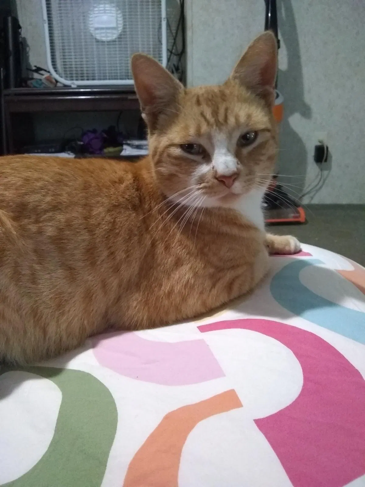 Lost cat in Byron, GA, 31008