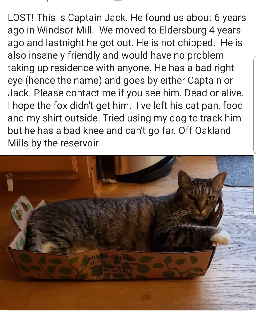 Lost cat in Sykesville, MD, 21784