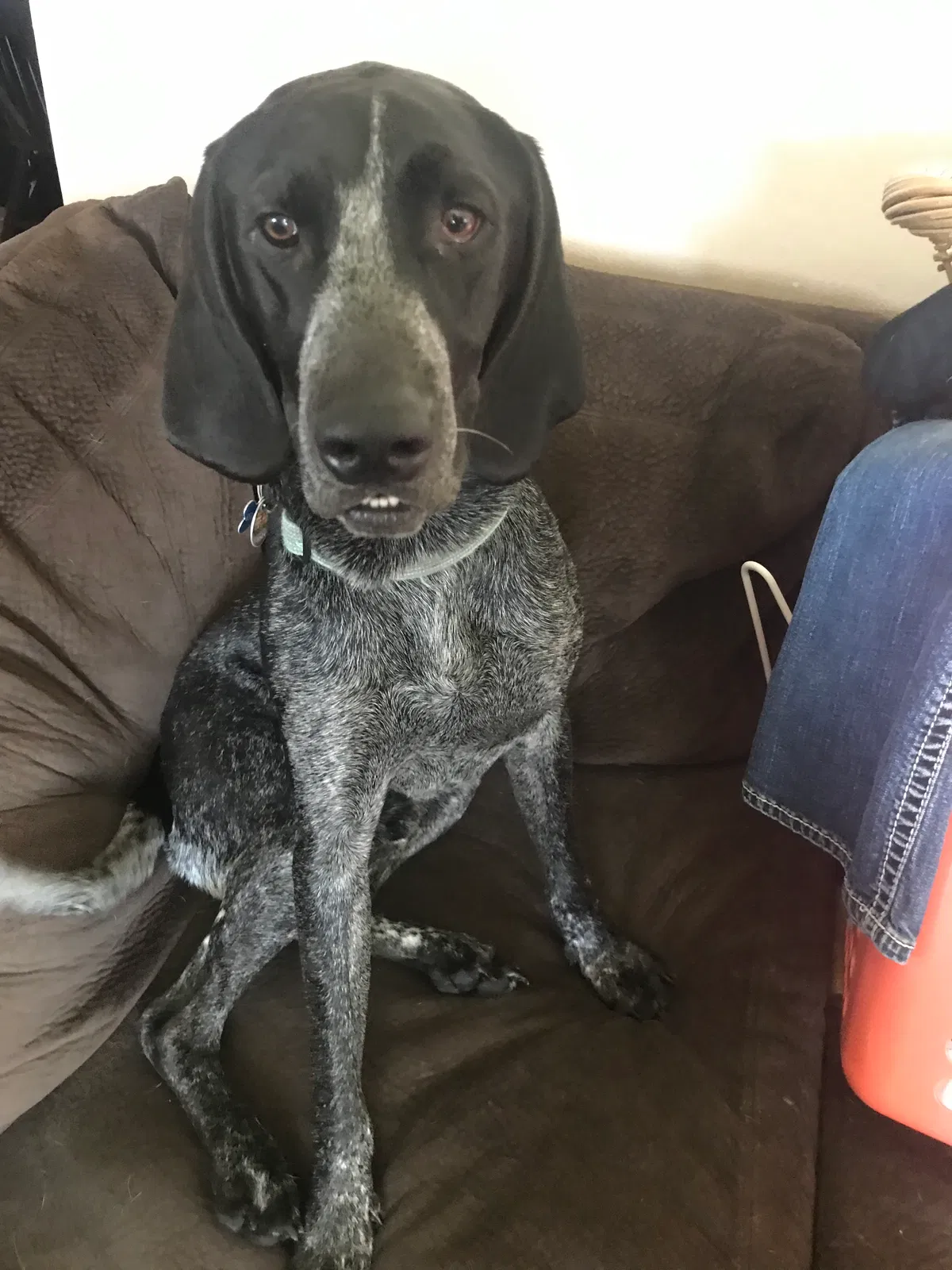 Lost dog in Norwood Young America, MN, 55368